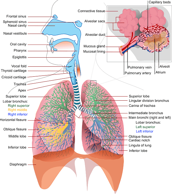 lung treatment